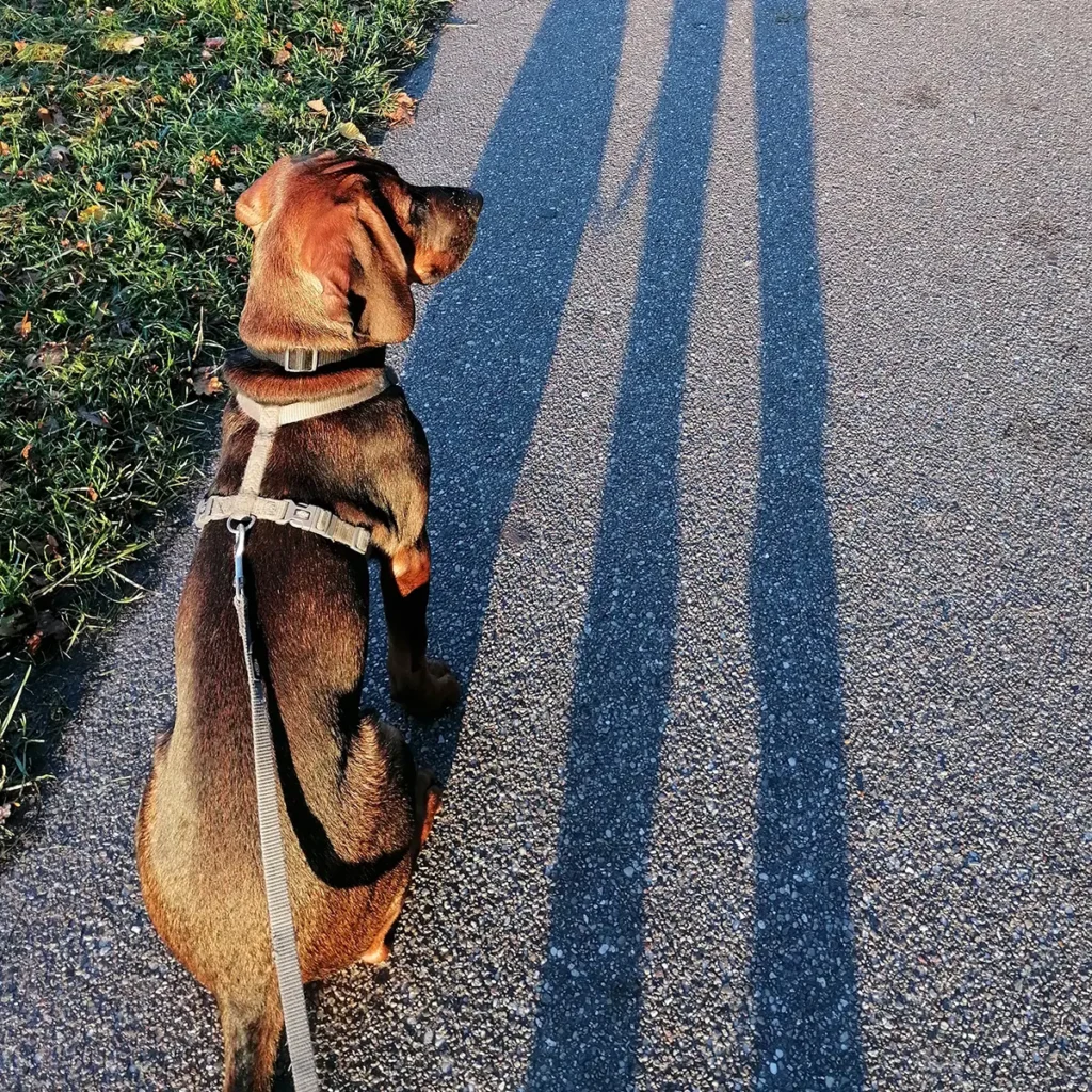Sir Watson